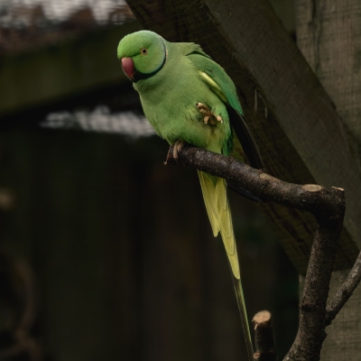 Halsbandparkiet - De Zonnegloed - Dierenpark - Dieren opvangcentrum - Sanctuary